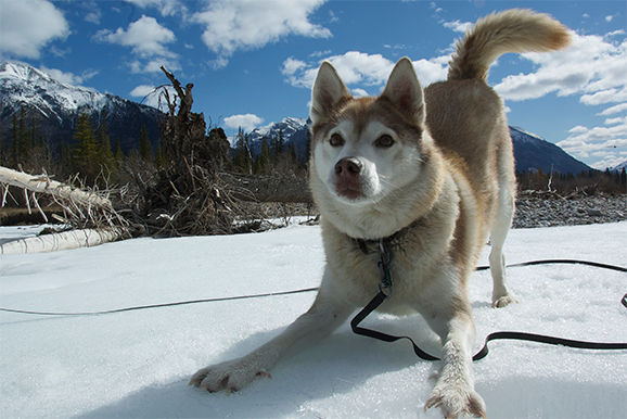 Dog Wide