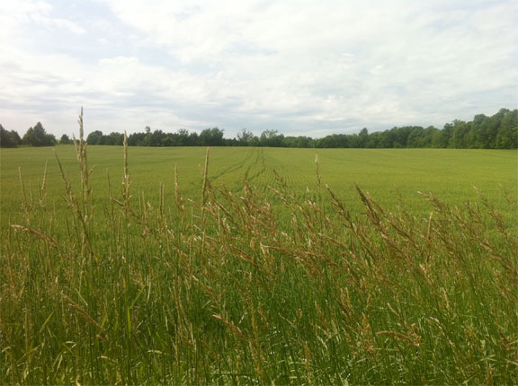 Farmland between Barrie and Orillia.
