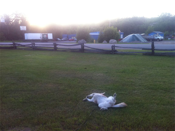 Koona playing dead