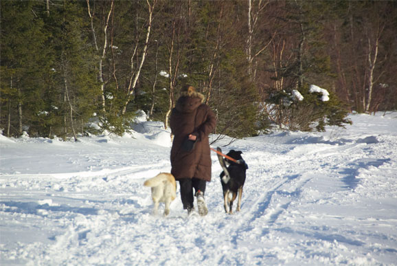 day33_walkingthedogs