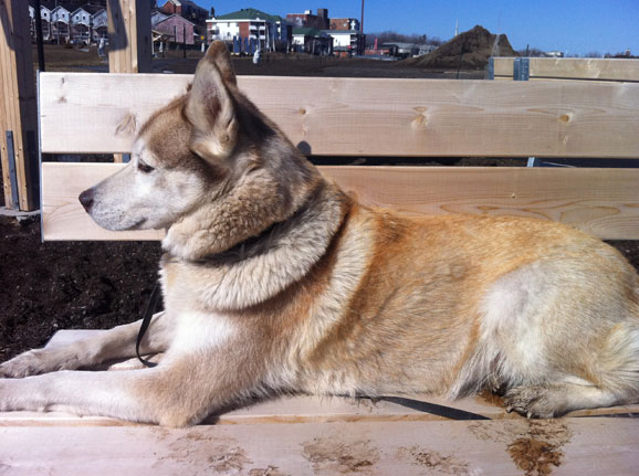 Apparently Koona likes benches as well!