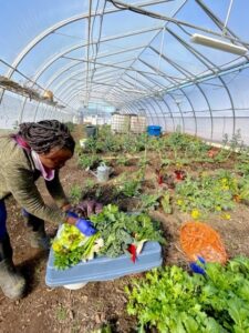 Akachi Farms Blog Post 1