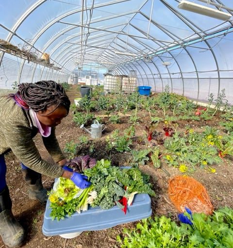 Akachi Farms Blog Post 1