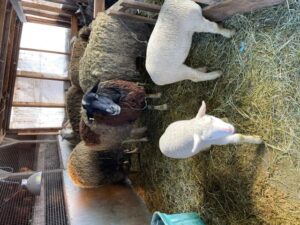 Akachi Farms Blog Post 11