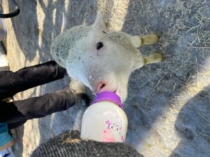 Akachi Farms Blog Post 12