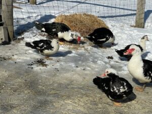 Akachi Farms Blog Post 14