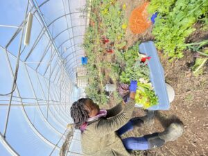 Akachi Farms Blog Post 18