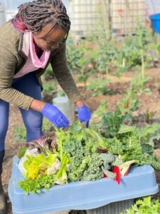 Akachi Farms Blog Post 2