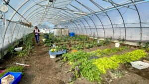 Akachi Farms Blog Post 3