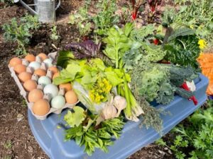 Akachi Farms Blog Post 5
