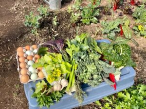 Akachi Farms Blog Post 6