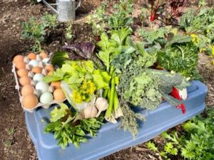 Akachi Farms Blog Post 7
