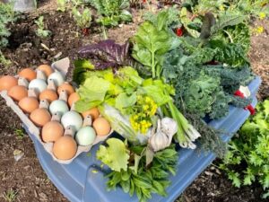 Akachi Farms Blog Post 8