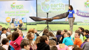 Harris Hawk Flight   Karen Horsman