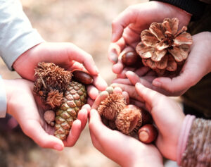 View Above Children Hand Holding Forest Fruit
