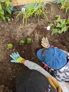 Silver Creek P.S.   Georgetown, ON   Pollinator Garden 4   Jenn Stevens