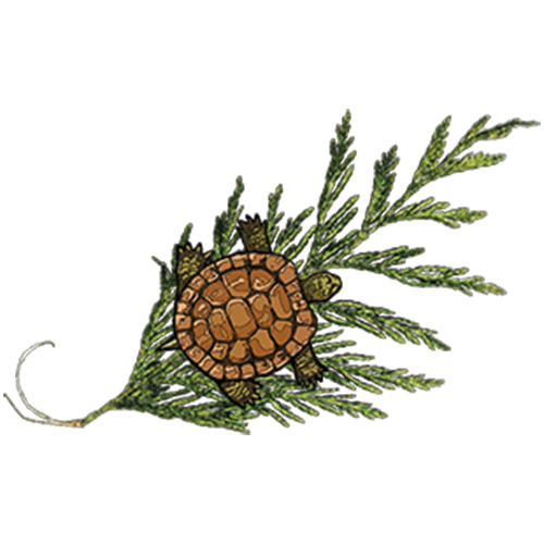 StrongNation Logo Square