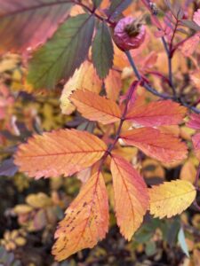 Fallcolours   Biosphere Education
