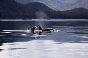 Killer Whales Orcas Breaching Ocean   Toby Plant