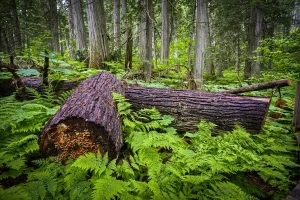 Take Me Outside Forest